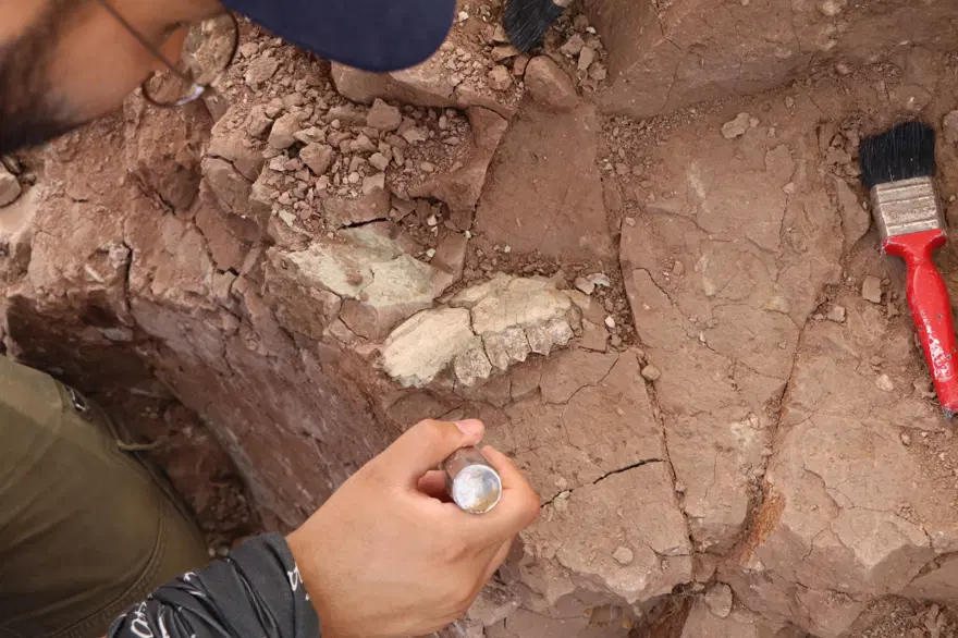 'Çankırı'nın Jurassic Park'ında kazılar başladı: 9 milyon yıl öncesine ait hayvan fosilleri bulundu 
