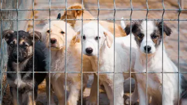 Barınakta yavru köpeklerin kuyruklarının kesilmesine soruşturma