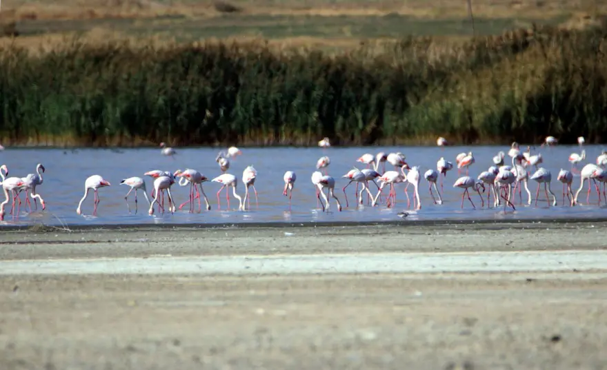 Flamingoların zorunlu kuraklık göçü 2