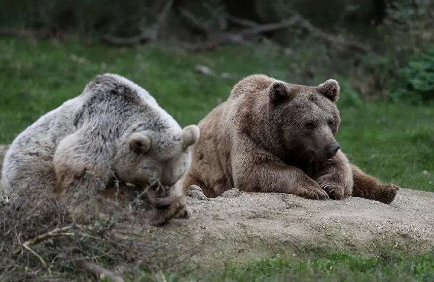 Türkiye'nin tek ayı barınağı Ovakorusu'nun maskotu oldular 42
