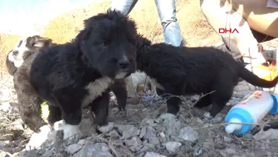 Çöplükteki 9 yavru köpeğe, hayvansever 2 arkadaş sahip çıktı