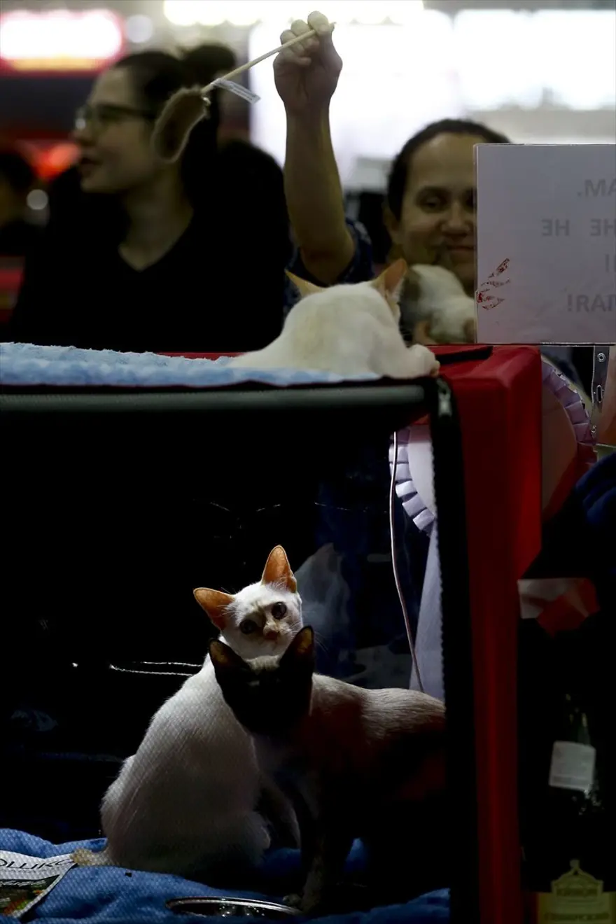 Kedi fuarından renkli fotoğraflar (Catsburg) 24