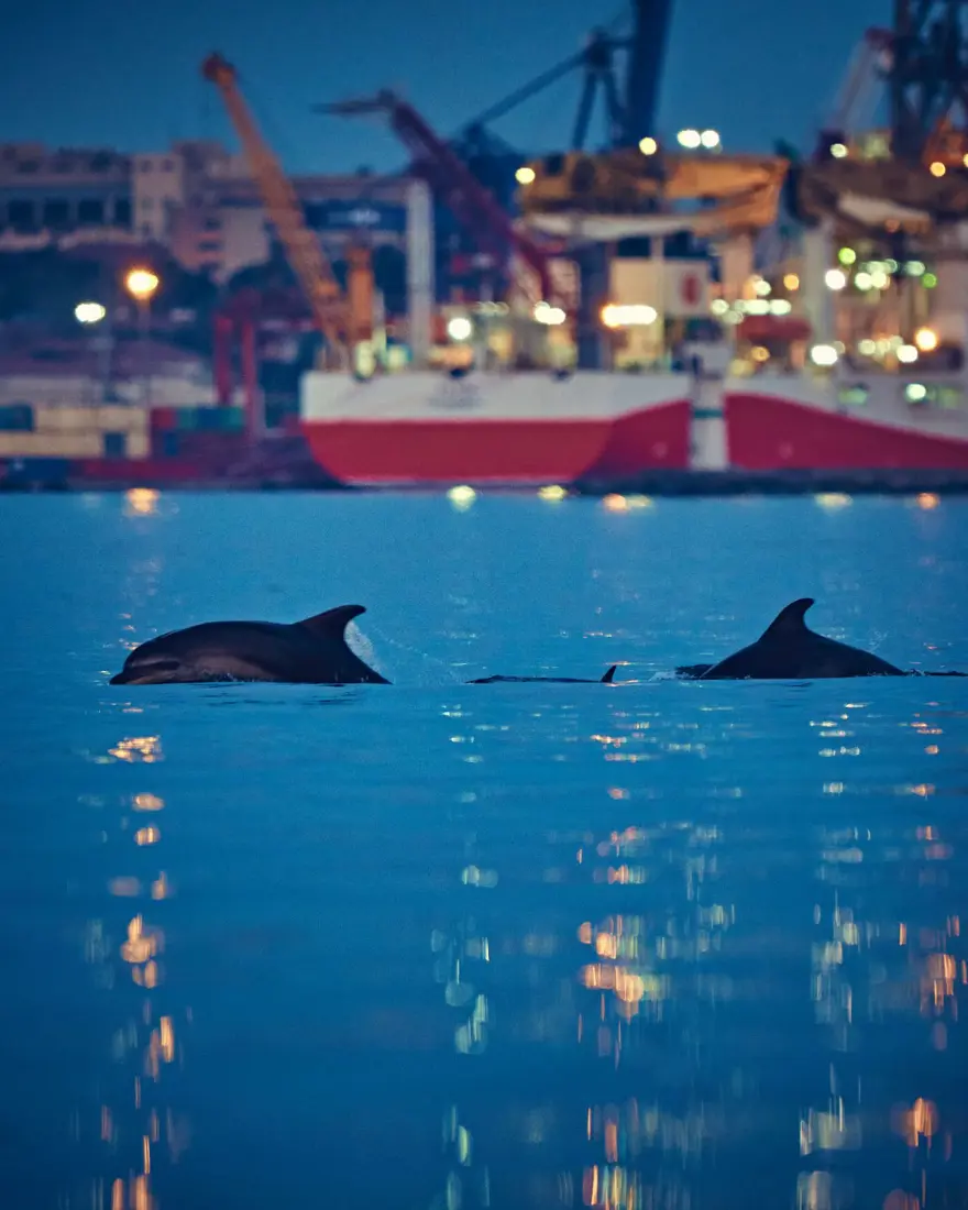 İstanbul Boğazı'nda yunusların dansı 9 İstanbul Boğazı'nda yunusların dansı 9