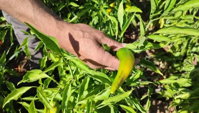 Acısıyla meşhur, hasat sona erdi: Doğal olarak üretiliyor