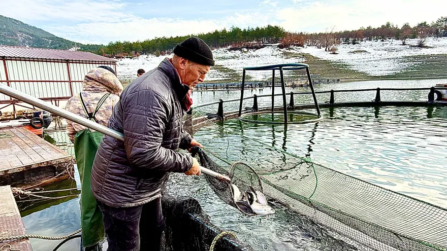 Tokat'ın somonları dünya sofralarına ulaşıyor: Rusya, Çin, Japonya ve Avrupa'ya satılıyor 2
