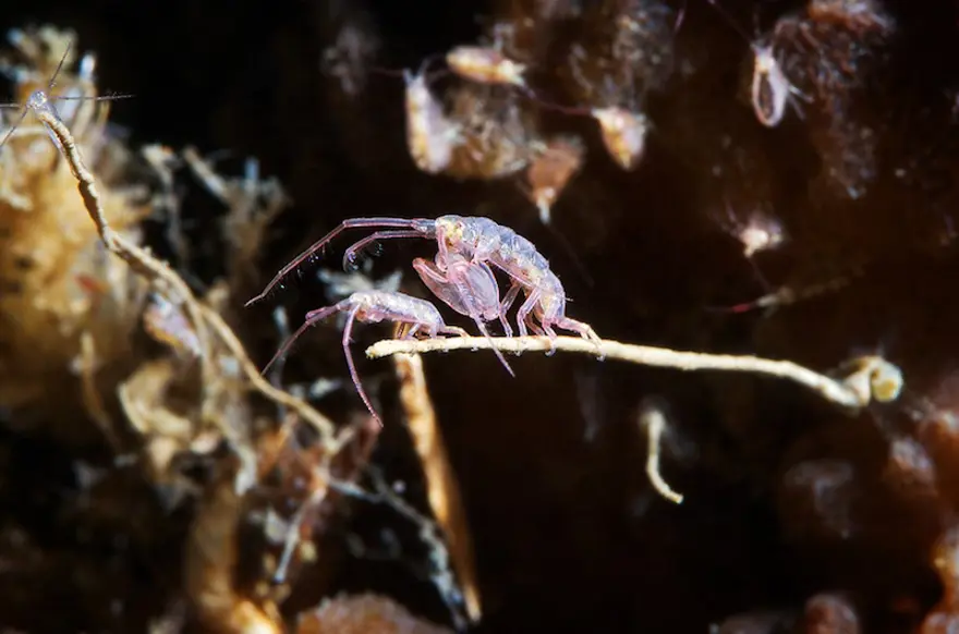 Beyaz Deniz'in harikaları 72