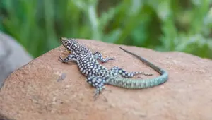 Rüyada kertenkele görmek ne anlama gelir? Kertenkele görmek rüya tabiri