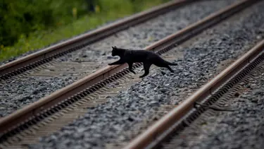 Katalonya'da kara kedi alarmı: Sahiplenmek yasaklandı