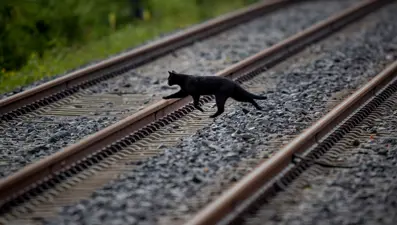 Katalonya'da kara kedi alarmı: Sahiplenmek yasaklandı