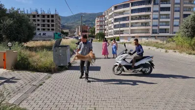 İzmir Tire'de 6 köpek ve 2 kedi zehirlenerek öldürüldü