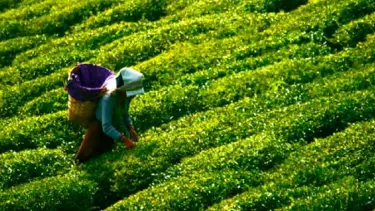 Çaykur'a 1500 geçici işçi alınacak