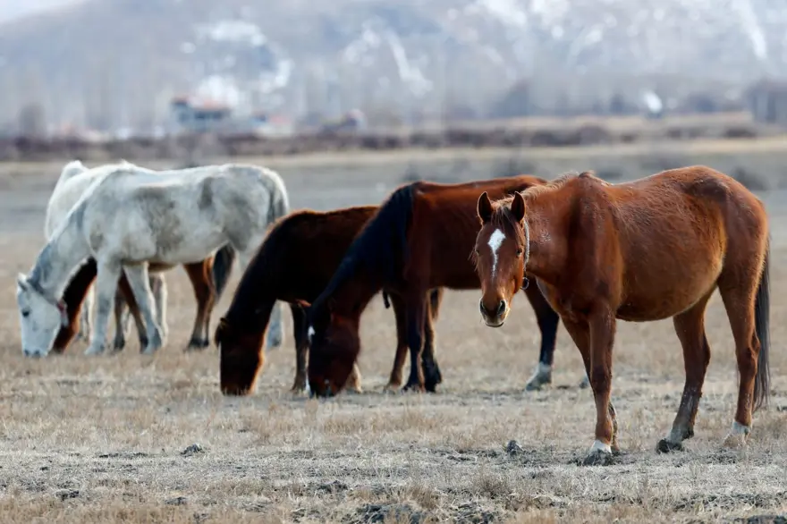 Sultan Sazlığı'na renk katan Yılkı atları kışın bölge halkınca besleniyor 12