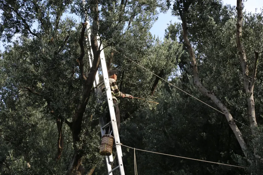 Dalından tek tek topladılar: "Üstün Lezzet Ödülü" kazanmıştı 3