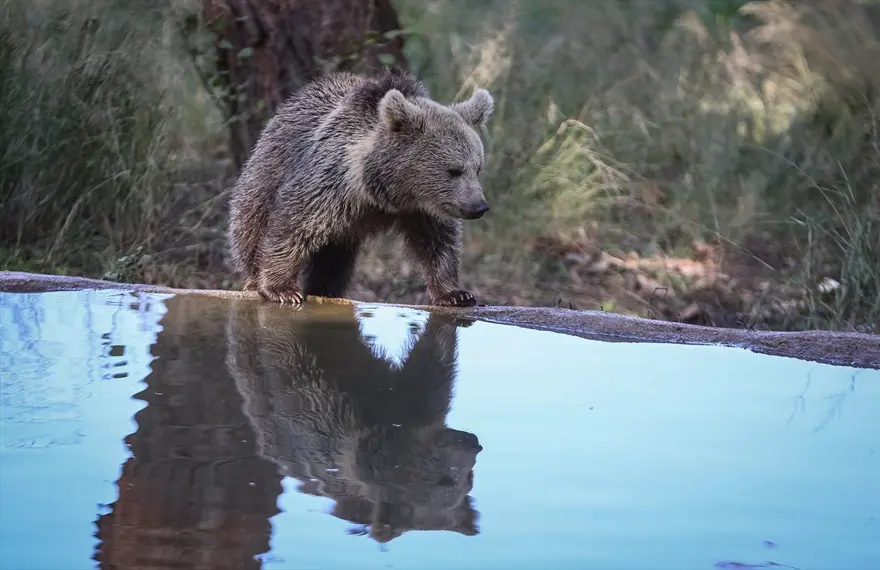 Türkiye'nin tek ayı barınağı Ovakorusu'nun maskotu oldular 24