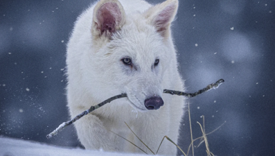 Nesli 10 bin yıl önce tükenmişti: Ulukurtlar hayata döndürüldü!