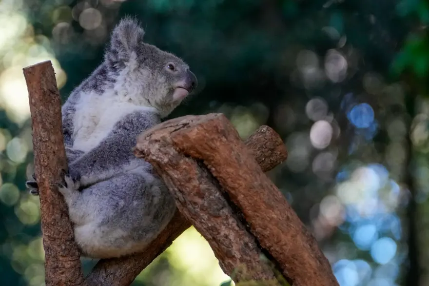 ENFEKTE KOALA SAYISI ARTTI 5