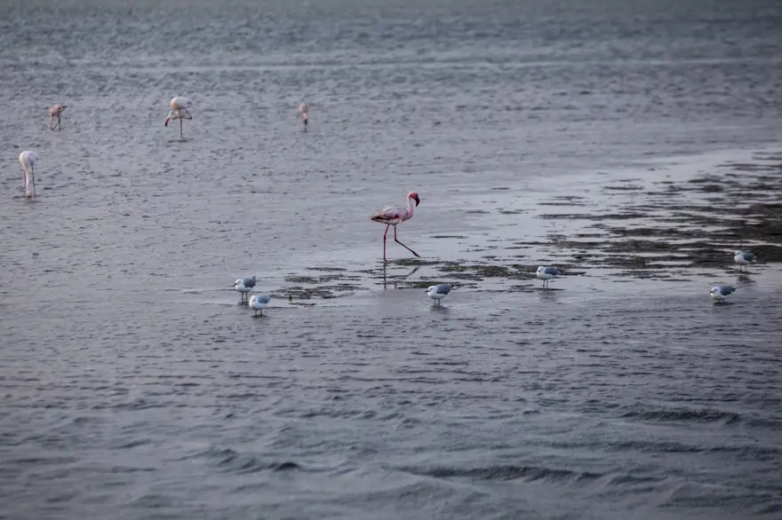 Afrika sahillerinde bir flamingo cenneti: Walvis Bay Lagünü 2