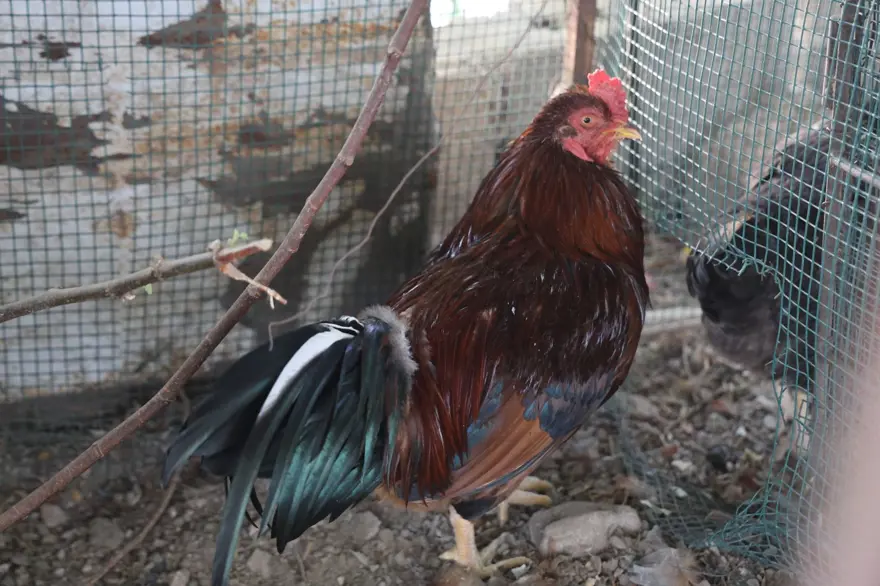 Kümese dadanan sansarla mücadele: 20 günde yakaladı, bir gün elinde tutamadı 1 Kümese dadanan sansarla mücadele: 20 günde yakaladı, bir gün elinde tutamadı 1