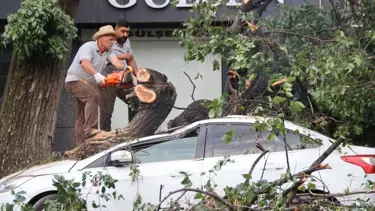 Faciadan dönüldü: Asırlık ağaç aracın üzerine devrildi