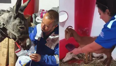 Yangından etkilenen eşeğe oksijen maskeli tedavi