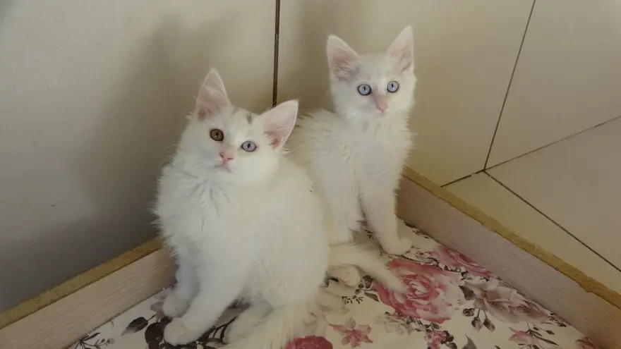 Tehlike ortadan kalktı: Van kedileri için "kırmızı alarm" verilmişti 4 Tehlike ortadan kalktı: Van kedileri için "kırmızı alarm" verilmişti 4