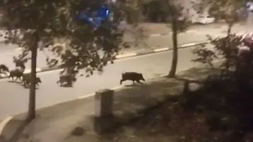 Aç kalan domuzlar ilçe merkezine indi