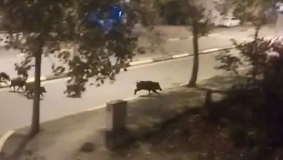 Aç kalan domuzlar ilçe merkezine indi