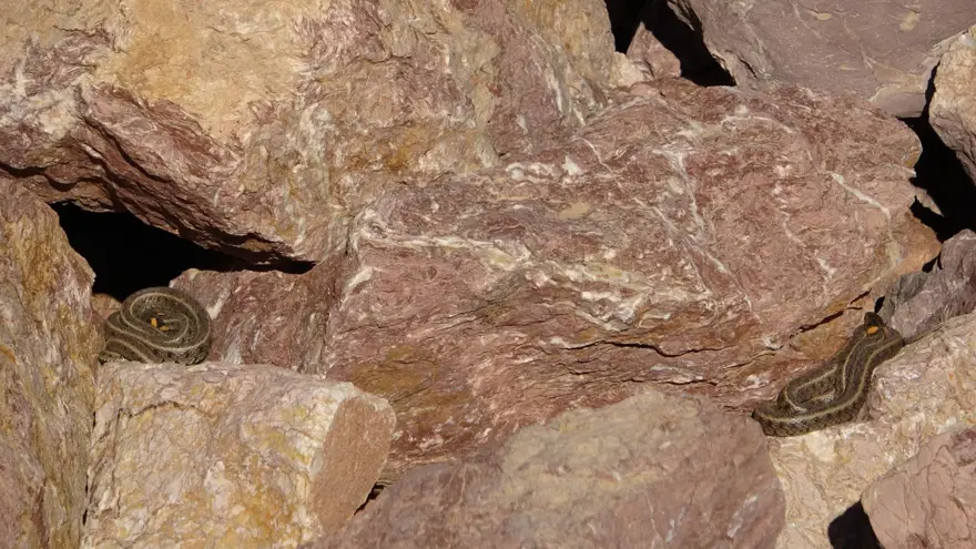 Yüksekova'da sürü halindeki yılanlar Brezilya'nın 'Yılan Adası'nı andırıyor 19