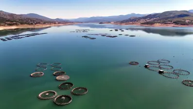 Tokat'tan 5 ülkeye gönderiliyor: 29 çiftlikte üretiliyor