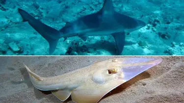 Akdeniz'deki köpek balığı ve vatozun 20 türü tehlikede