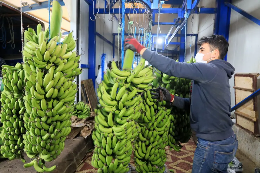 Muzu sarartmada karpitin yerini etilen gazı aldı 1