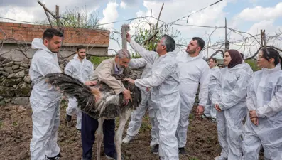 Yalnızlıktan strese girdi: Firari dişi deve kuşu "Hüdhüd"e eş aranıyor