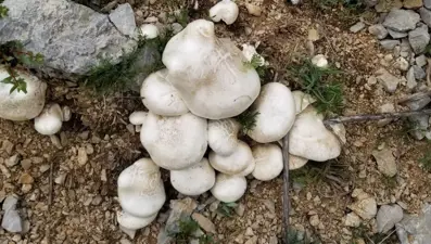 Dağlarda kendiliğinden yetişiyor: Kilosu bin 250 TL