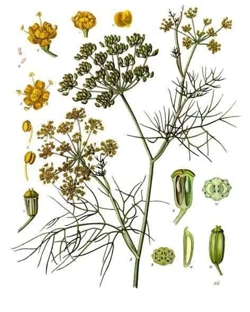 Rezene 1