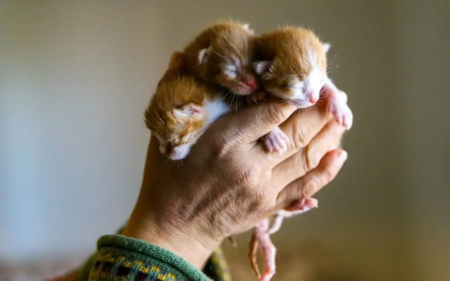 10. SORU: Sahipsiz ya da güçten düşmüş hayvanlar için süreç nasıl işleyecek? 9 10. SORU: Sahipsiz ya da güçten düşmüş hayvanlar için süreç nasıl işleyecek? 9