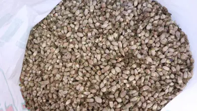 Her yörede yetişiyor, kilosu 700 TL: "Kenger çekirdeği" toplayıp, ihraç ediyor