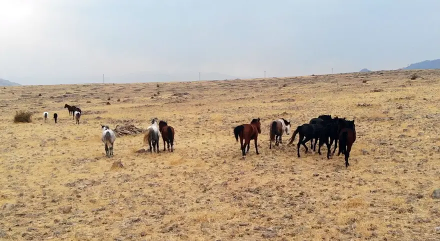 Tunceli'de özgürlüğün sembolü 'Yılkı atları' havadan görüntülendi 10