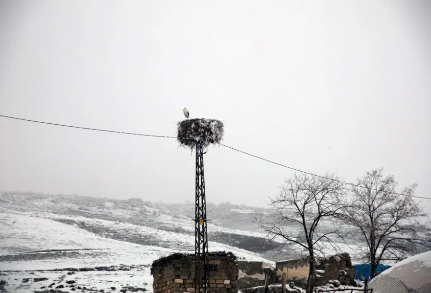 Köye yuva yapan leylek yıllardır göç etmedi: Havaların soğumasına rağmen gitmiyor 2 Köye yuva yapan leylek yıllardır göç etmedi: Havaların soğumasına rağmen gitmiyor 2