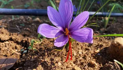 Dünyanın en pahalı baharatı Karabük'te çiçek açtı! Öksürük, astım ve bronşite savaş açıyor, 3 bin 500 yıllık şifa