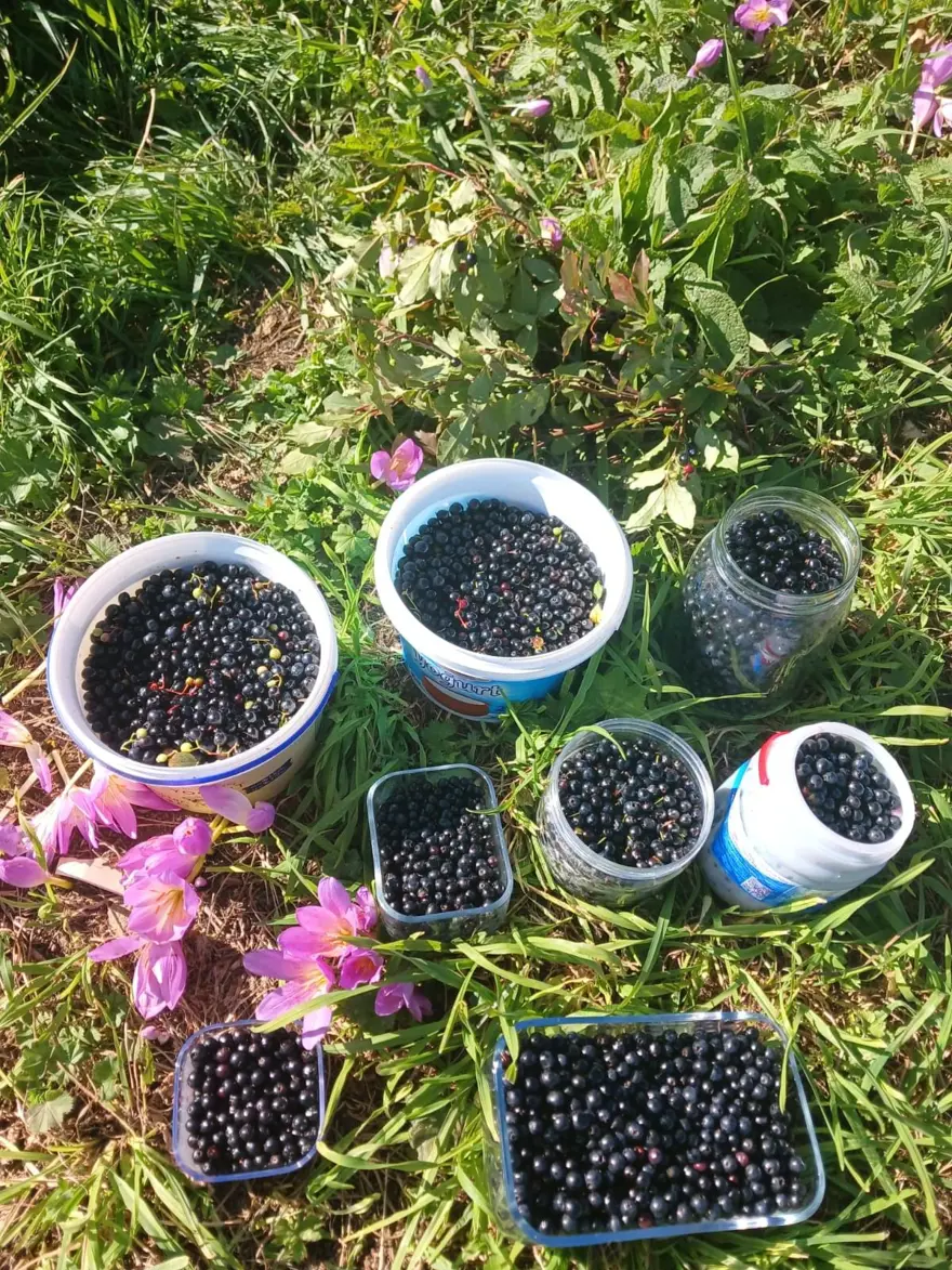 Orman kenarında kendiliğinden yetişiyor: Erken saatte topluyorlar Orman kenarında kendiliğinden yetişiyor: Erken saatte topluyorlar