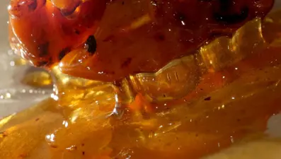 Bağırsak kanseri artıyor: Suçlusu bu gıdalar olabilir