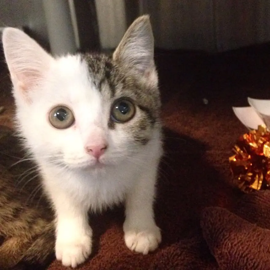 Hayatını kedileri kurtarmaya adadı 85