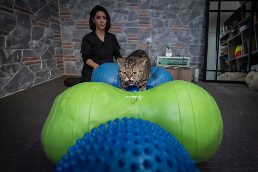 Obez kedi Simba: Pilates yaparak, havuzda yüzerek zayıflamaya çalışıyor 