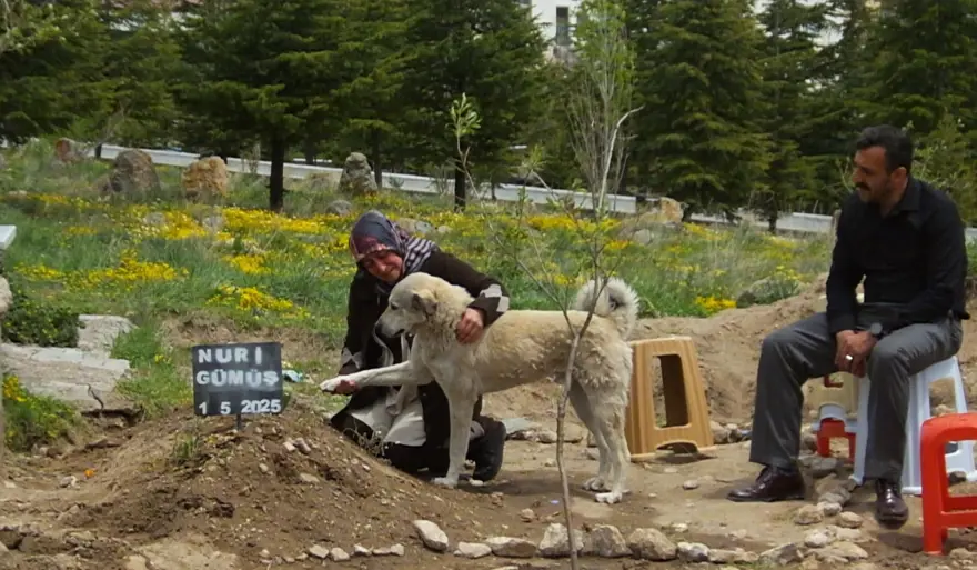 Garip adlı köpek, sahibinin mezarının başından ayrılmıyor: ''Sanki bize bir şeyler anlatıyor gibi'' 3