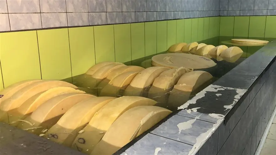 Kars'ta dünyaca ünlü gravyer peynirinin üretimine başlandı 12