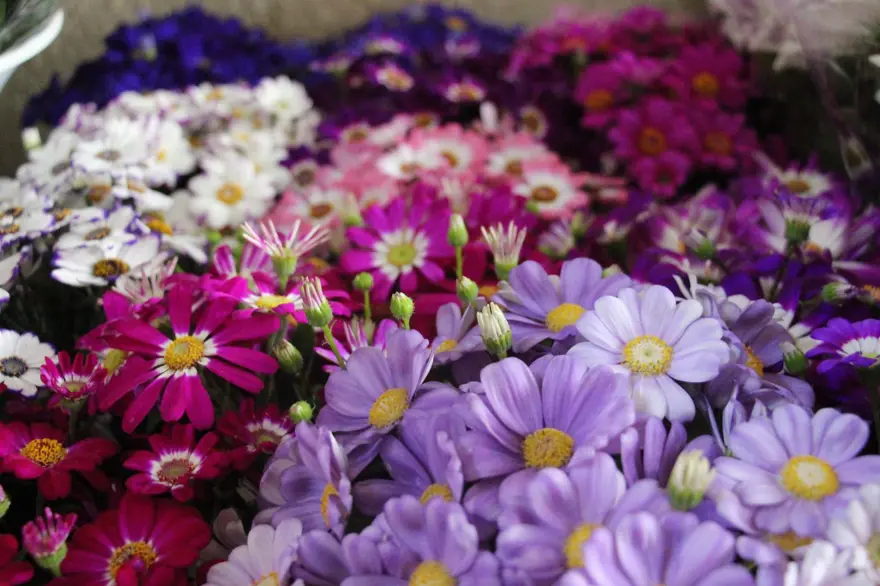 "ÇİFTLER EN ÇOK GÜLÜ TERCİH EDİYOR" 2