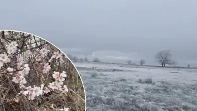 Şarköy'de bir yanda bahar, bir yanda kış! Alçak kesimlerde çiçekler açtı yükseklere kar yağdı