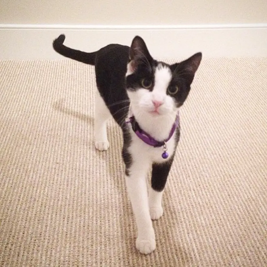 Hayatını kedileri kurtarmaya adadı 129