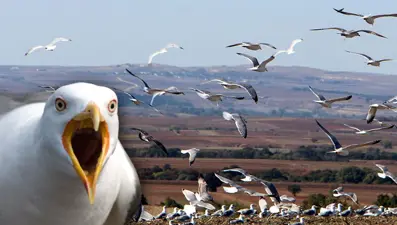 Edirne'de 'katil martı' paniği