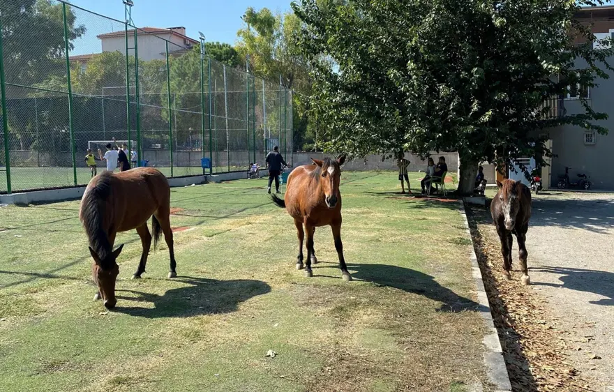 Yılkı atları şehre indi 1